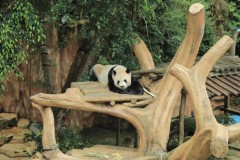 Detik-detik Bersejarah Taman Safari Indonesia Jalankan Inseminasi Panda Raksasa 