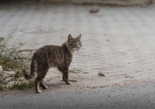 Adaptasi dan Kelangsungan Hidup : Pertahanan Diri Kucing Liar di Lingkungan Kota