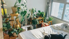 Menciptakan Ruang Hijau Dalam Ruangan Apartemen Studio