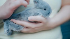 Ikatan yang Menyembuhkan : Hewan Peliharaan sebagai Teman bagi Anak Autistik