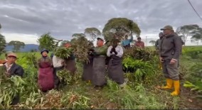 Para Petani Teh Malabar Mengamuk, Saung Dibakar dan Tanaman Dicabut: Protes Buntut Alih Fungsi Lahan
