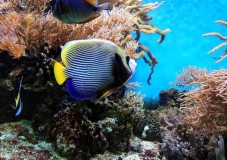 Emisi Gas Rumah Kaca Dampak pada Ekosistem Laut dan Lonjakan Kerugian Ekonomi Global