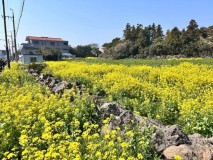 Seogwipo Sambut Musim Semi Melalui Festival Jalan Santai dan Ragam Kuliner Lokal