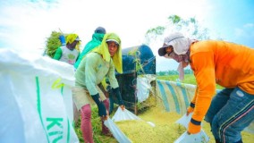 Produksi Beras Capai 19,31 Juta Ton BPS Catat Kenaikan Tipis