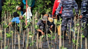 Gerakan Penanaman Mangrove di Brebes Perkuat Perlindungan Pesisir dan Dukung Target Nasional