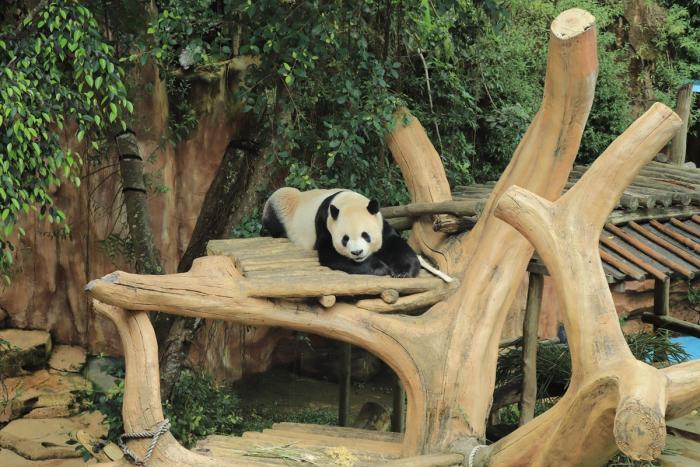 Detik-detik Bersejarah Taman Safari Indonesia Jalankan Inseminasi Panda Raksasa 