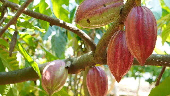 Ekspor Kakao Bali Diharapkan Meningkat Melalui Pemanfaatan Perjanjian Dagang