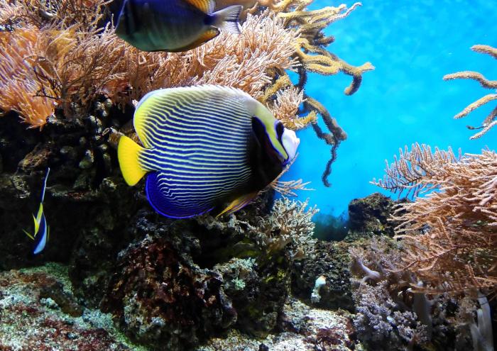 Emisi Gas Rumah Kaca Dampak pada Ekosistem Laut dan Lonjakan Kerugian Ekonomi Global