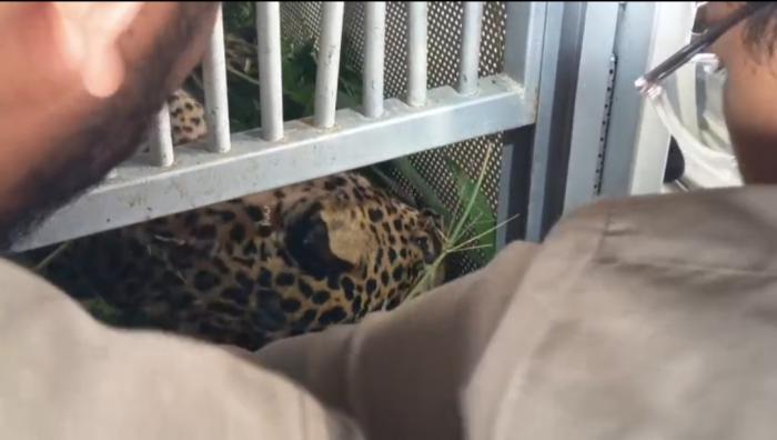 Respon WALHI Terkait Fenomena Macan Tutul Turun Gunung: Alarm Kerusakan Habitat di Jawa Barat