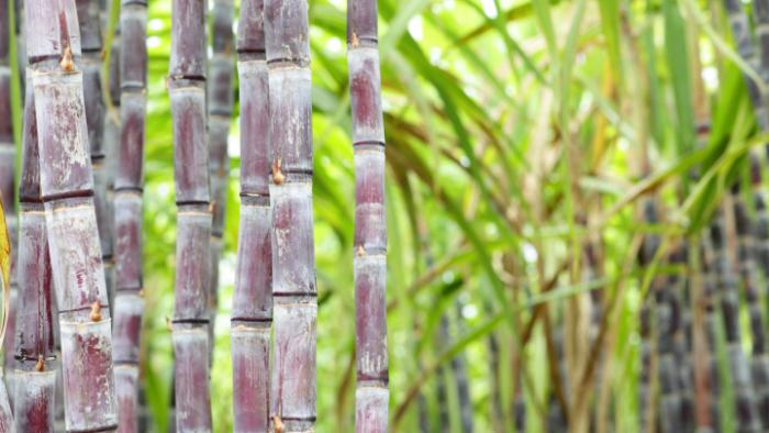 Penguatan Tebu Rakyat Jadi Sandaran Capai Swasembada Gula Nasional