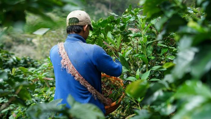 Hari Kopi Nasional "Peran Kopi dalam Budaya dan Perekonomian Indonesia"