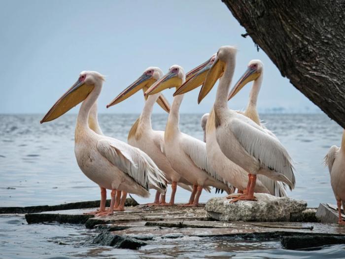 Menilik Jejak Migrasi Pelikan Simbol Kesehatan Ekosistem Perairan